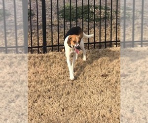 Duke - Male Treeing Walker Coonhound-Unknown Mix Dog for Adoption - Photo #14