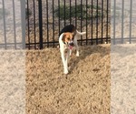 Small #13 Treeing Walker Coonhound Mix