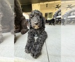 Small #6 Goldendoodle