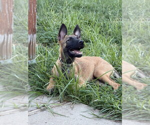 Angelis AKA Angel- Located in California - Male Mutt Dog for Adoption - Photo #2