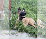 Small Photo #2 Mutt Puppy For Sale in Imlay City, MI, USA