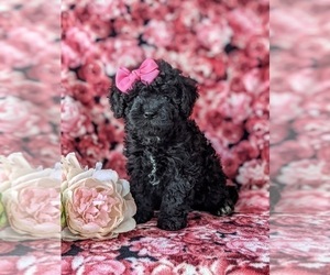 Sheepadoodle Puppy for sale in GLEN ROCK, PA, USA