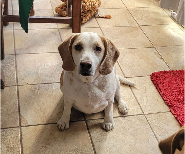 Medium Photo #6 Beagle Puppy For Sale in Las Vegas, NV, USA