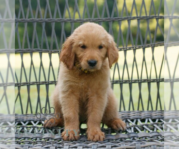 Medium Photo #3 Golden Retriever Puppy For Sale in GAP, PA, USA