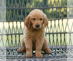 Small #2 Golden Retriever