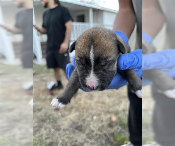Medium Photo #1 Mutt Puppy For Sale in Houston, TX, USA
