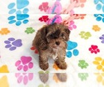 Small #8 Cockapoo (Toy)-Poodle (Toy) Mix