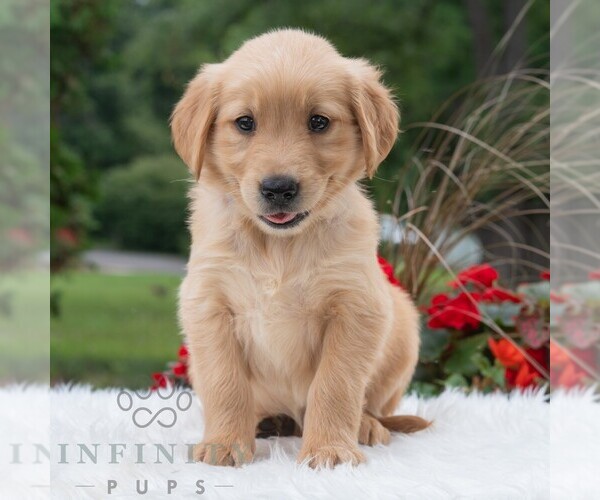 Medium Photo #6 Golden Retriever Puppy For Sale in NEWPORT, PA, USA