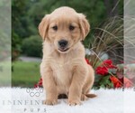 Small #5 Golden Retriever