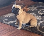 Small Photo #1 French Bulldog Puppy For Sale in GILLETTE, WY, USA