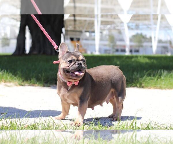 Medium Photo #7 French Bulldog Puppy For Sale in POMPANO BEACH, FL, USA