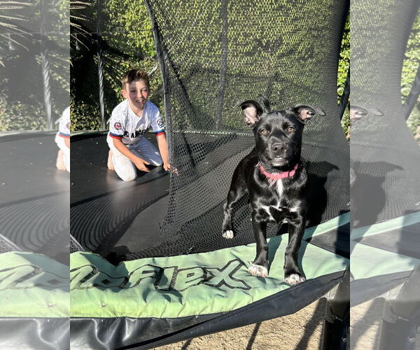 Medium Photo #9 Minnie Jack Puppy For Sale in Corona, CA, USA