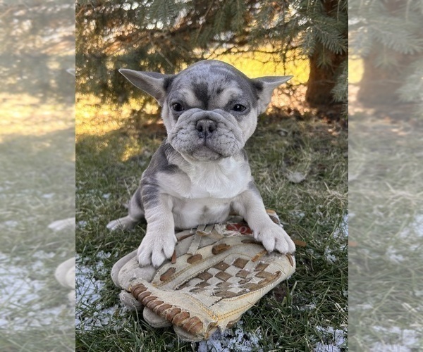Medium Photo #1 French Bulldog Puppy For Sale in MIDDLEBURY, IN, USA