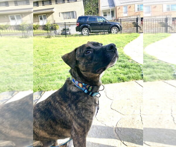 Medium Photo #2 Mutt Puppy For Sale in Springdale, PA, USA