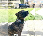 Small #1 Mutt