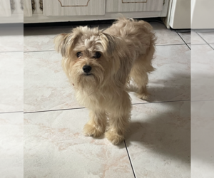 Leona - Female Shih Tzu-Unknown Mix Dog for Adoption - Photo #2