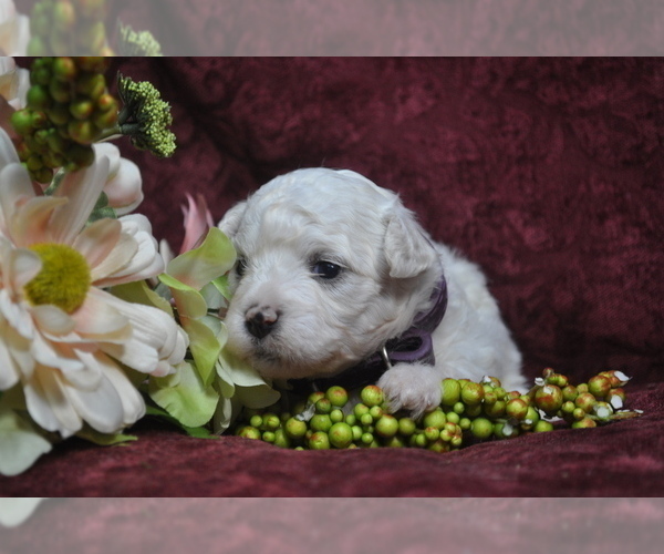 Medium Photo #9 Bichon Frise Puppy For Sale in BREMEN, GA, USA