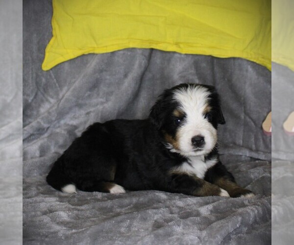 Medium Photo #4 Bernese Mountain Dog Puppy For Sale in BAYARD, NE, USA
