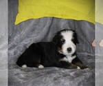 Small #3 Bernese Mountain Dog