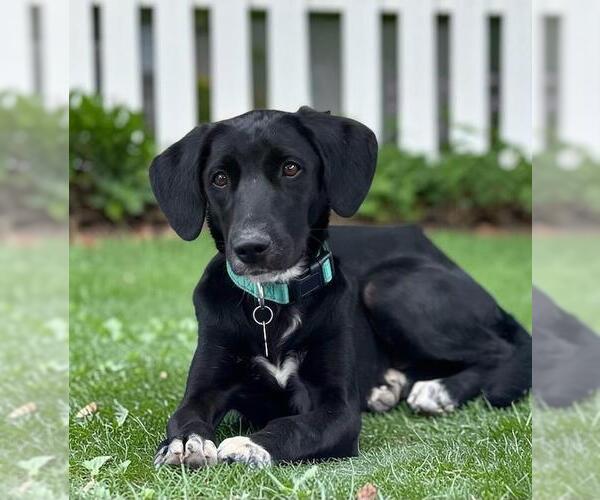 Medium Photo #1 Labrador Retriever-Unknown Mix Puppy For Sale in San Diego, CA, USA