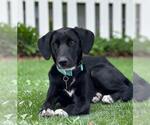 Small Labrador Retriever Mix