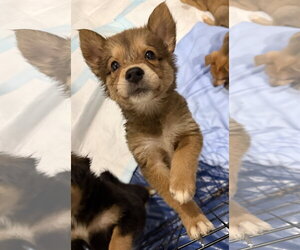 Australian Terrier-German Shepherd Dog Mix Dogs for adoption in Duluth, MN, USA