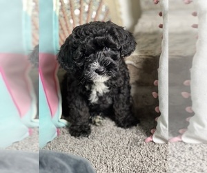 Maltipoo Puppy for sale in PARAGON, IN, USA