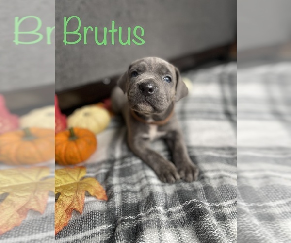 Medium Photo #1 Cane Corso Puppy For Sale in DINGMANS FERRY, PA, USA