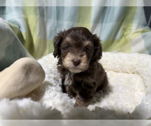 Medium Photo #3 Havapoo Puppy For Sale in GUTHRIE, KY, USA