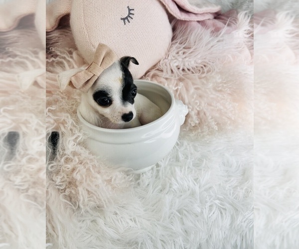 Medium Photo #24 Chihuahua Puppy For Sale in AVONDALE ESTATES, GA, USA