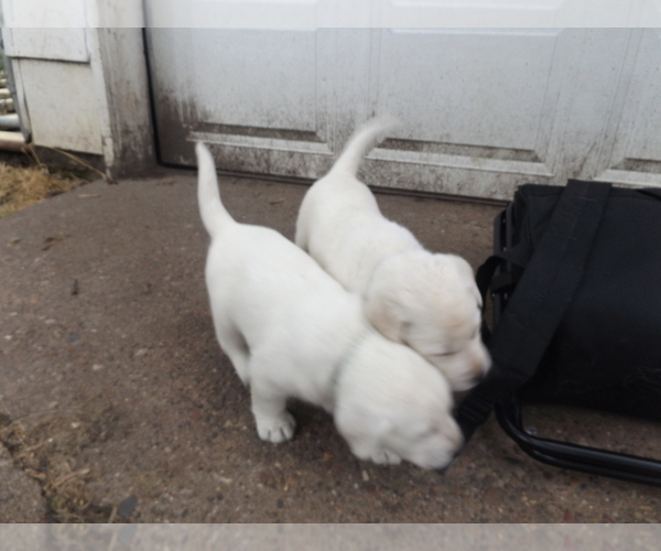Medium Photo #2 Labrador Retriever Puppy For Sale in DAVENPORT, IA, USA