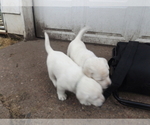 Small Photo #2 Labrador Retriever Puppy For Sale in DAVENPORT, IA, USA