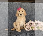 Small Photo #1 Golden Retriever Puppy For Sale in KIRKWOOD, PA, USA