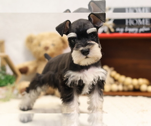 Schnauzer (Miniature) Dog for Adoption in SYRACUSE, Indiana USA