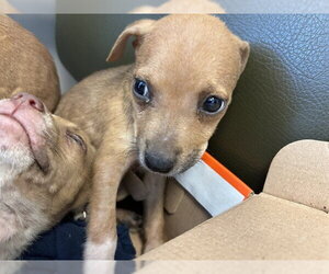 Mutt Dogs for adoption in Plano, TX, USA