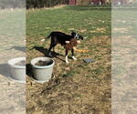 Small #1 Mutt