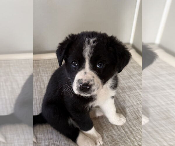 Medium Photo #1 Borador Puppy For Sale in Bolivar, MO, USA