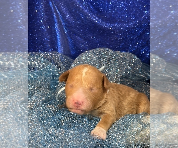 Medium Photo #3 Goldendoodle (Miniature) Puppy For Sale in SAINT MARYS, KS, USA