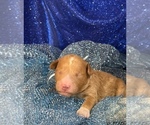 Small #2 Goldendoodle (Miniature)