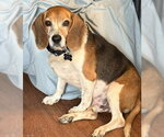 Small #10 Beagle