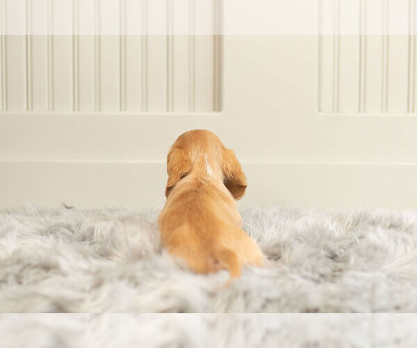 Medium Photo #7 Dachshund Puppy For Sale in WARSAW, IN, USA