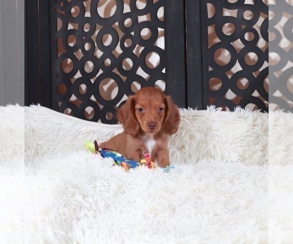 Medium Photo #2 Dachshund Puppy For Sale in MOUNT VERNON, OH, USA