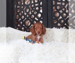 Small #1 Dachshund