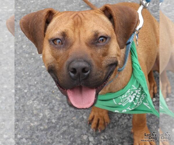 Medium Photo #7 Boxer-Unknown Mix Puppy For Sale in Washington, DC, USA