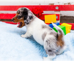 Small Photo #13 Dachshund Puppy For Sale in WAKARUSA, IN, USA