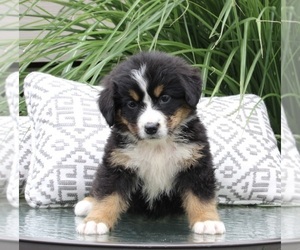 Bernese Mountain Dog Puppy for sale in DUNDEE, OH, USA