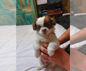 Shinese Dogs for adoption in PAULDEN, AZ, USA