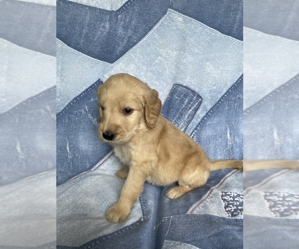 Medium Photo #16 Goldendoodle Puppy For Sale in MC LEANSVILLE, NC, USA