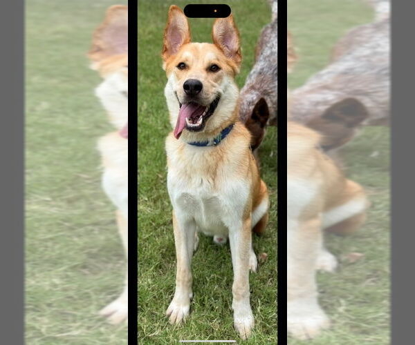 Medium Photo #5 Mutt Puppy For Sale in Great Bend, KS, USA
