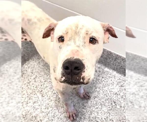 Medium Photo #2 American Pit Bull Terrier-Unknown Mix Puppy For Sale in Houston, TX, USA